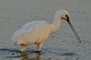 Spoonbill